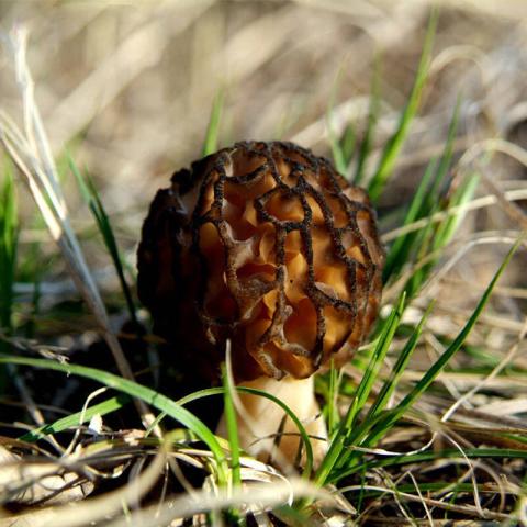 村里一種野生菌，現(xiàn)在逐步減少，一斤600多元價值很珍貴