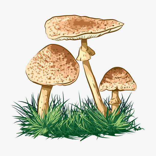 預(yù)警：野生菌中毒怎么防？怎么控？怎么辦？