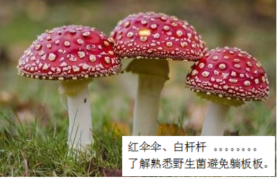 預(yù)防毒蘑菇中毒，這些事你該知道
